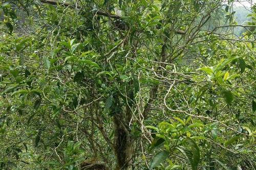 2023年千家寨古樹春茶口感怎么樣？