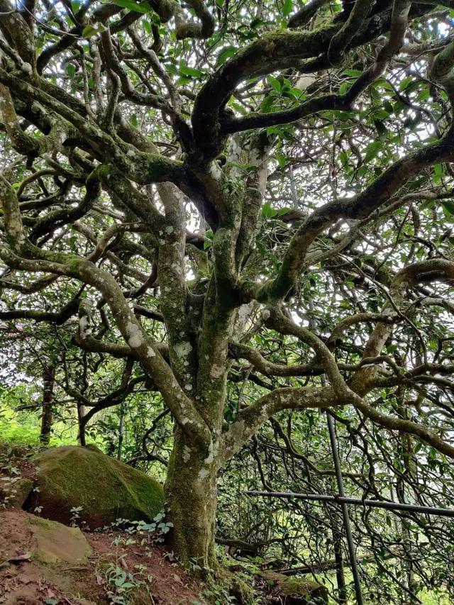 2023年千家寨古樹春茶品質(zhì)如何？