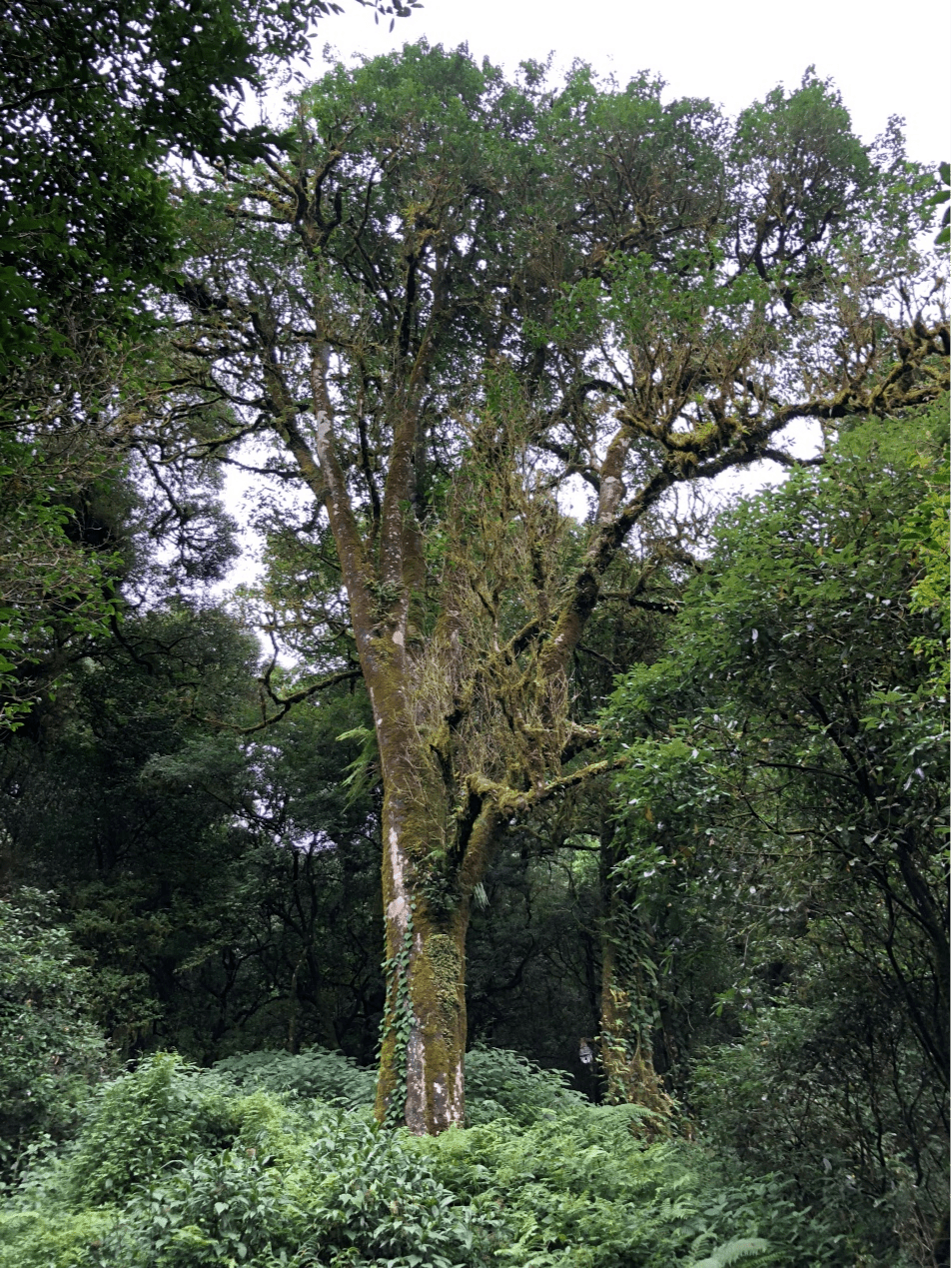 2023年千家寨古樹春茶價(jià)格是多少？