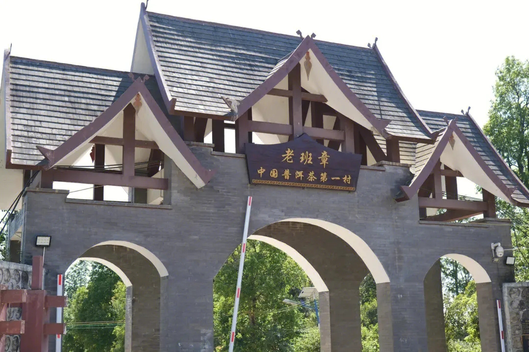 2024年老班章古樹春茶價(jià)格是多少？