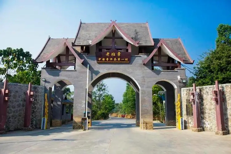 2024年老班章古樹春茶口感是什么？