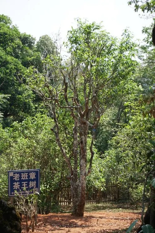 2024年老班章古樹春茶特點是什么？