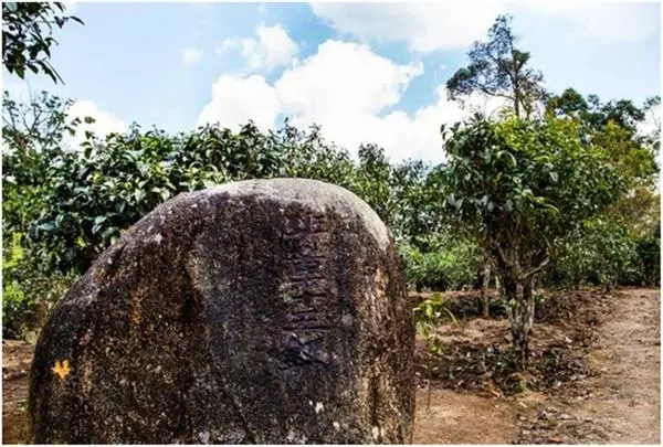 2024年老班章古樹春茶多少一公斤？