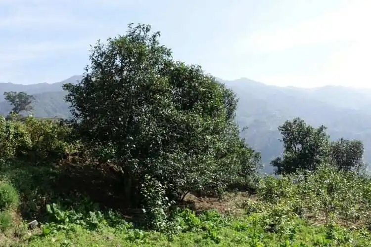 2024年冰島老寨古樹春茶特點是什么？