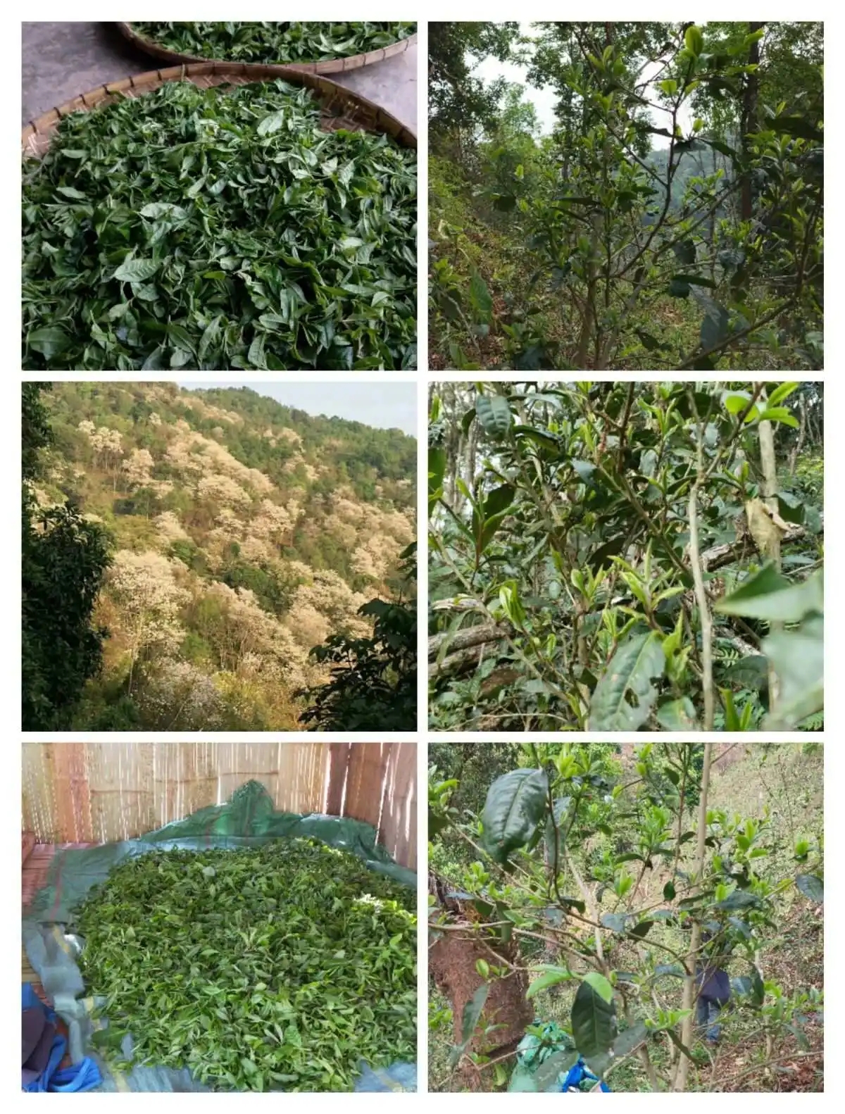 2024年曼松古樹春茶價格是多少？