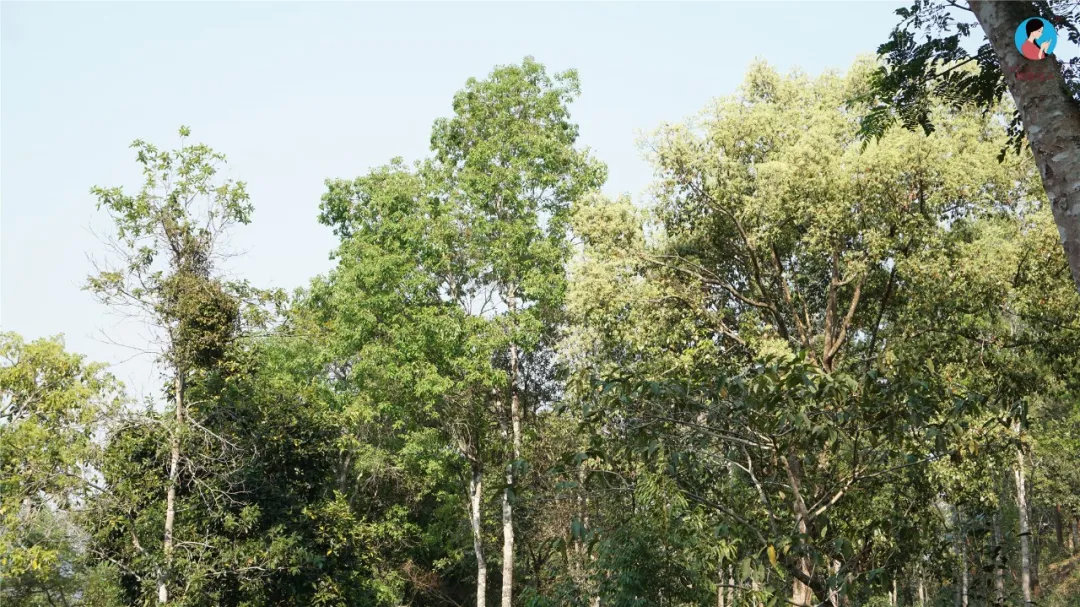 2024年曼松古樹春茶多少錢一公斤？