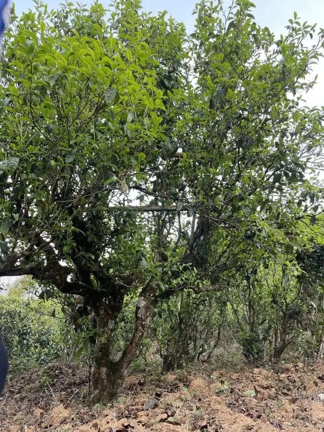 2024年薄荷塘古樹春茶價(jià)格是多少？