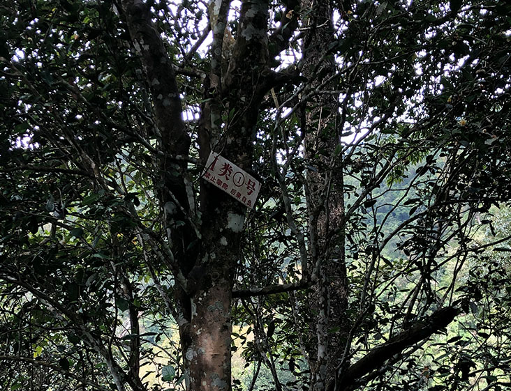 2024年薄荷塘古樹春茶多少錢一公斤？