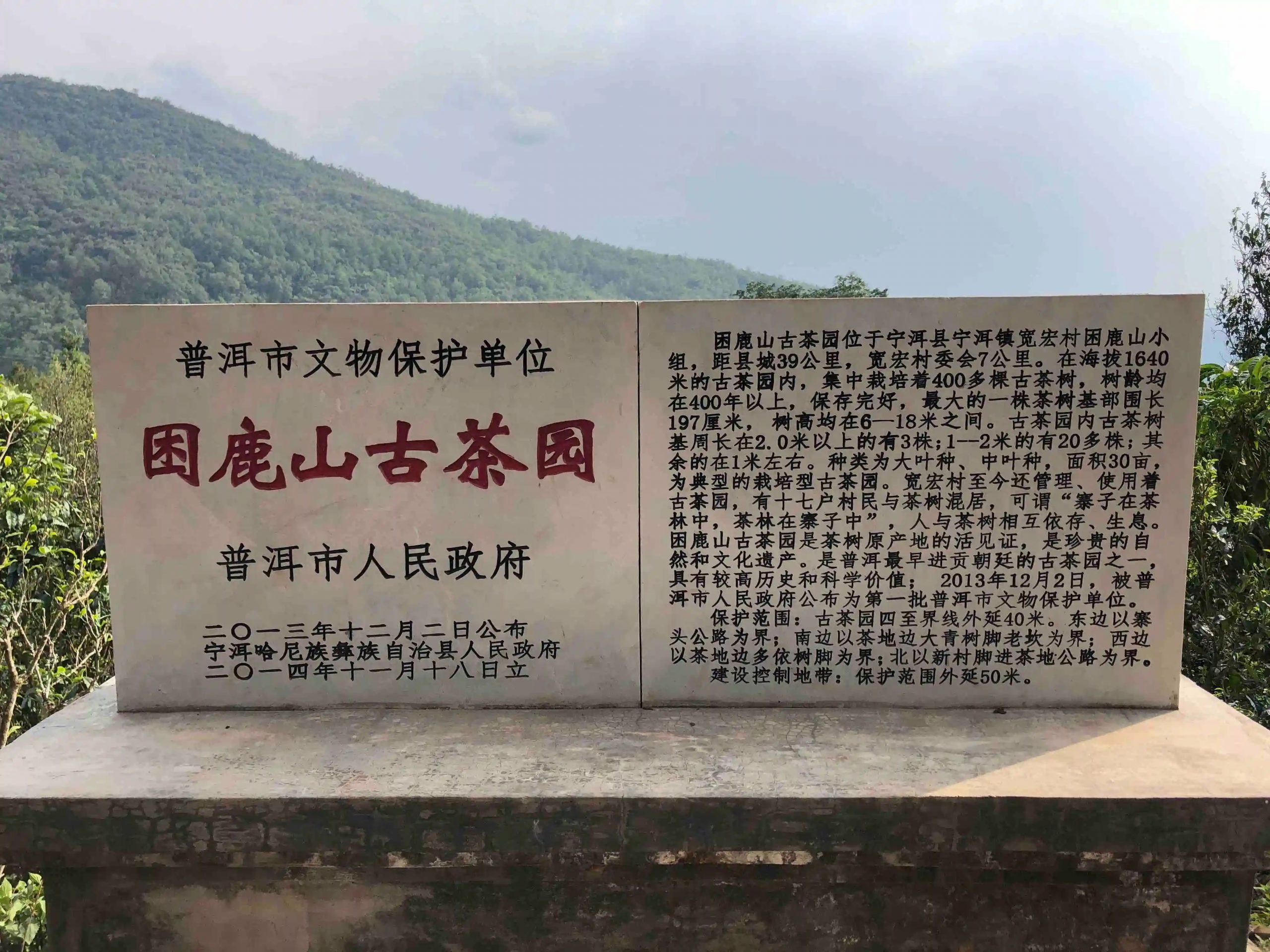 2024年困鹿山古樹(shù)春茶品質(zhì)怎么樣？