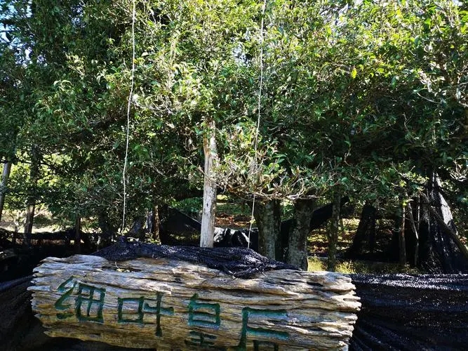 2024年困鹿山古樹(shù)春茶口感如何？