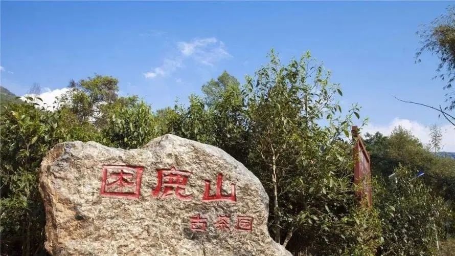 2024年困鹿山古樹(shù)春茶特點(diǎn)是什么？