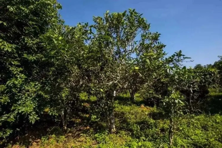 2024年迷帝古樹春茶特點(diǎn)是什么？