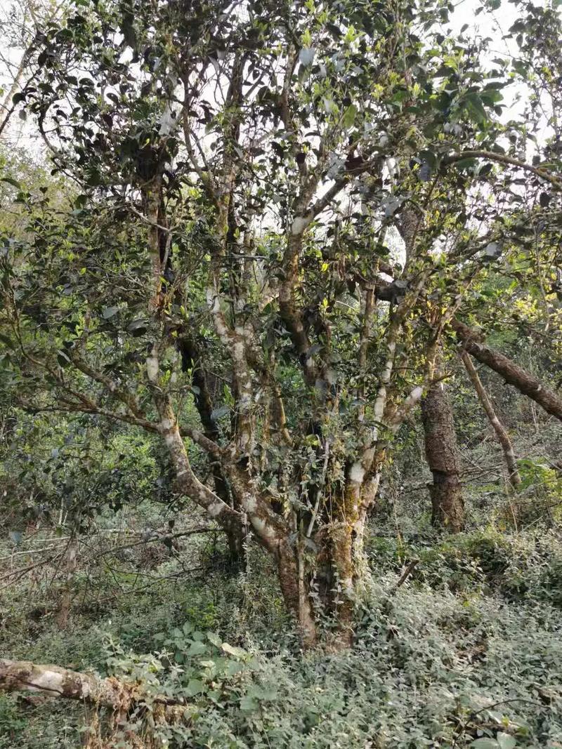 2024年迷帝古樹春茶口感如何？