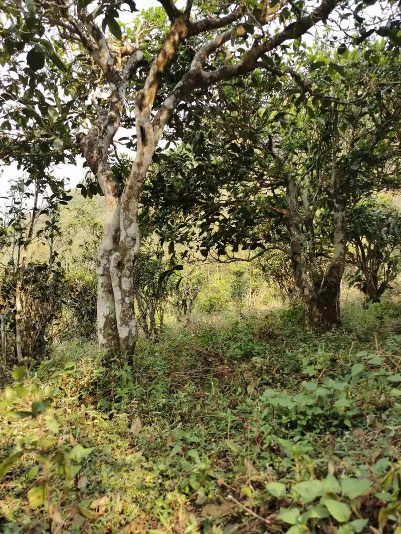 2024年迷帝古樹春茶品質(zhì)怎么樣？