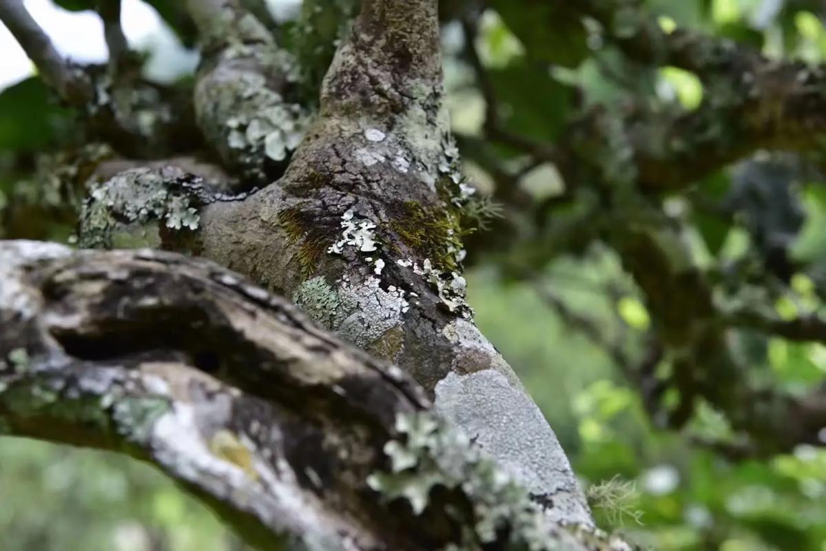 2024年迷帝古樹春茶多少錢一公斤？