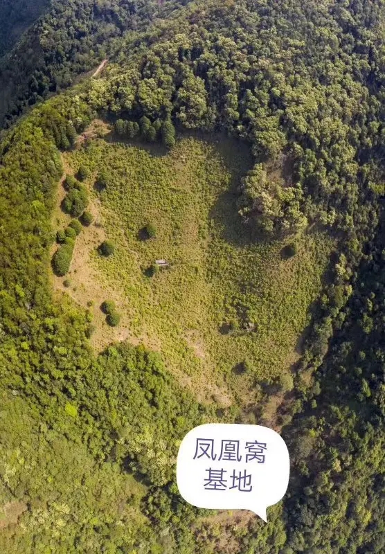 2024年墨江鳳凰窩古樹春茶口感如何？