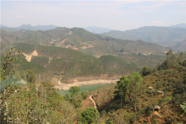 2024年昔歸古樹春茶口感是什么？