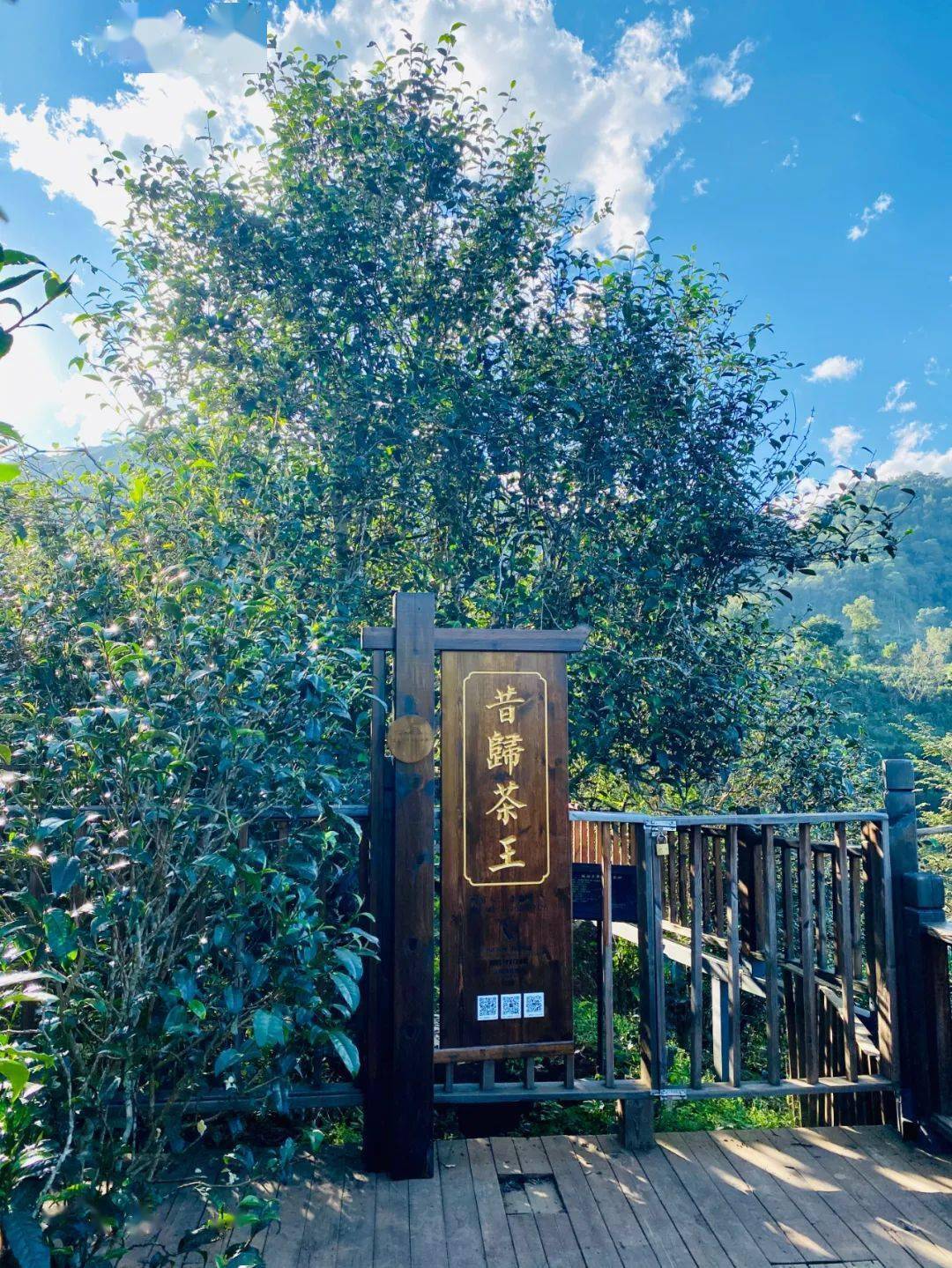 2024年昔歸古樹春茶品質(zhì)如何？