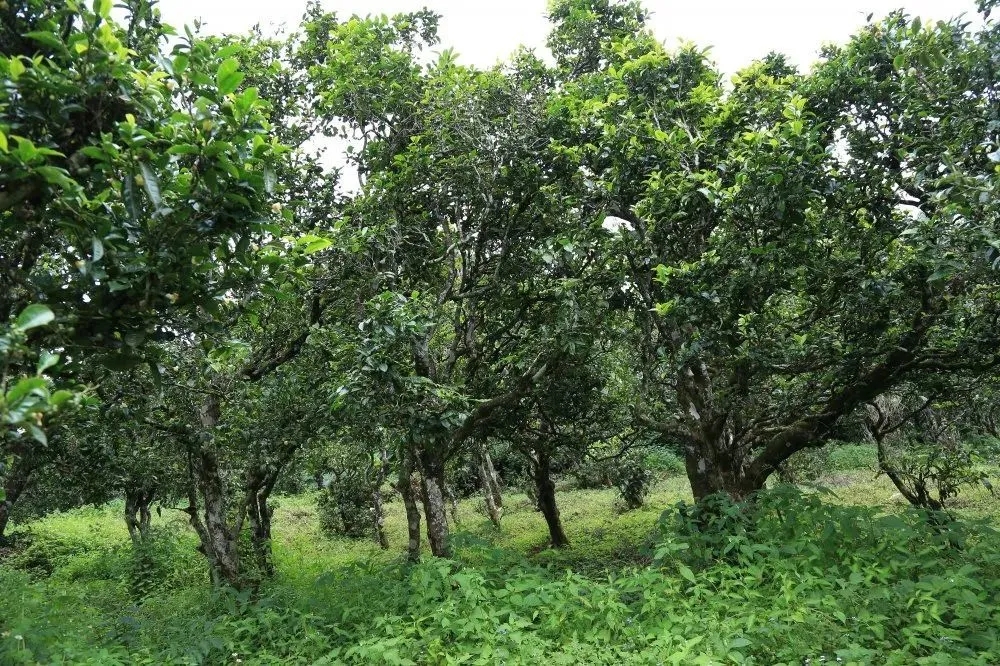 2024年昔歸古樹春茶價(jià)格是多少？