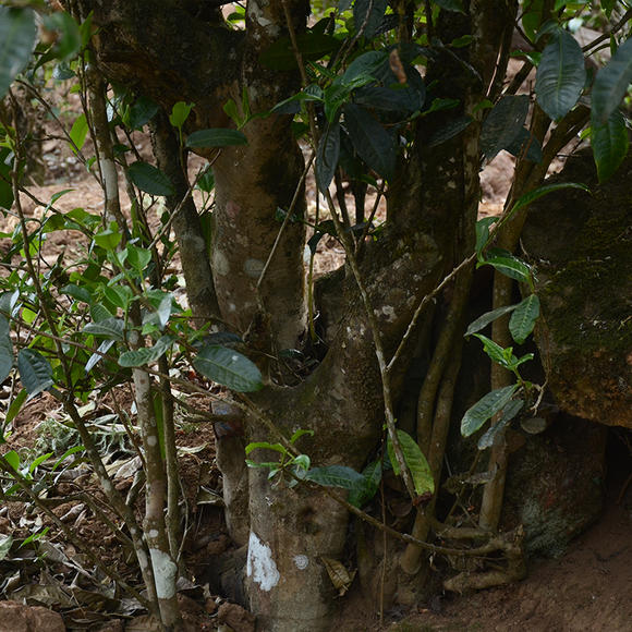 2024年磨烈古樹春茶口感怎么樣？