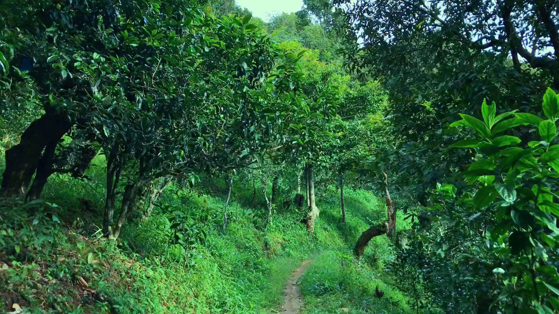 2024年磨烈古樹春茶品質(zhì)如何？