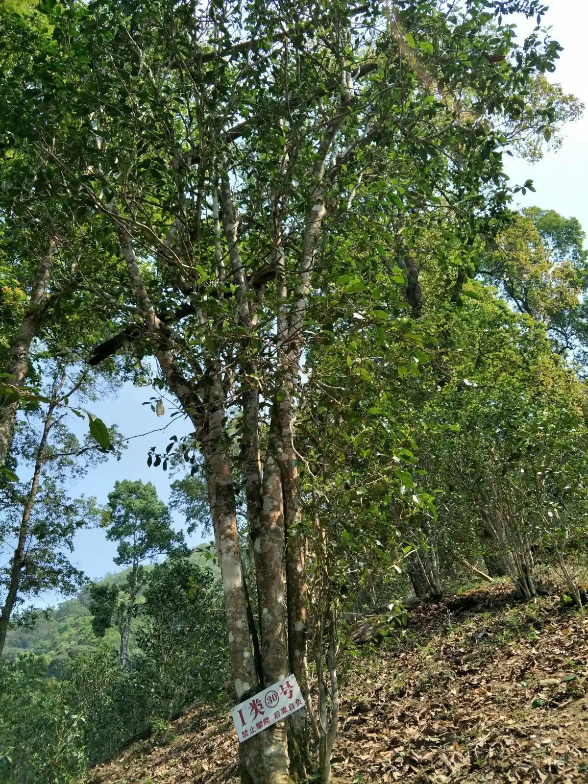 野境王者、普洱巔峰！薄荷塘成為普洱無(wú)冕之王的十大原因
