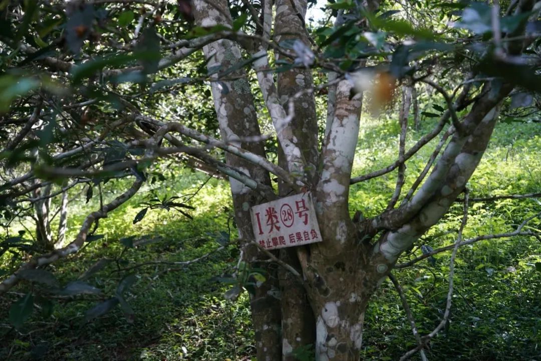 易武巔峰薄荷塘，普洱茶界最神奇最瘋狂的存在