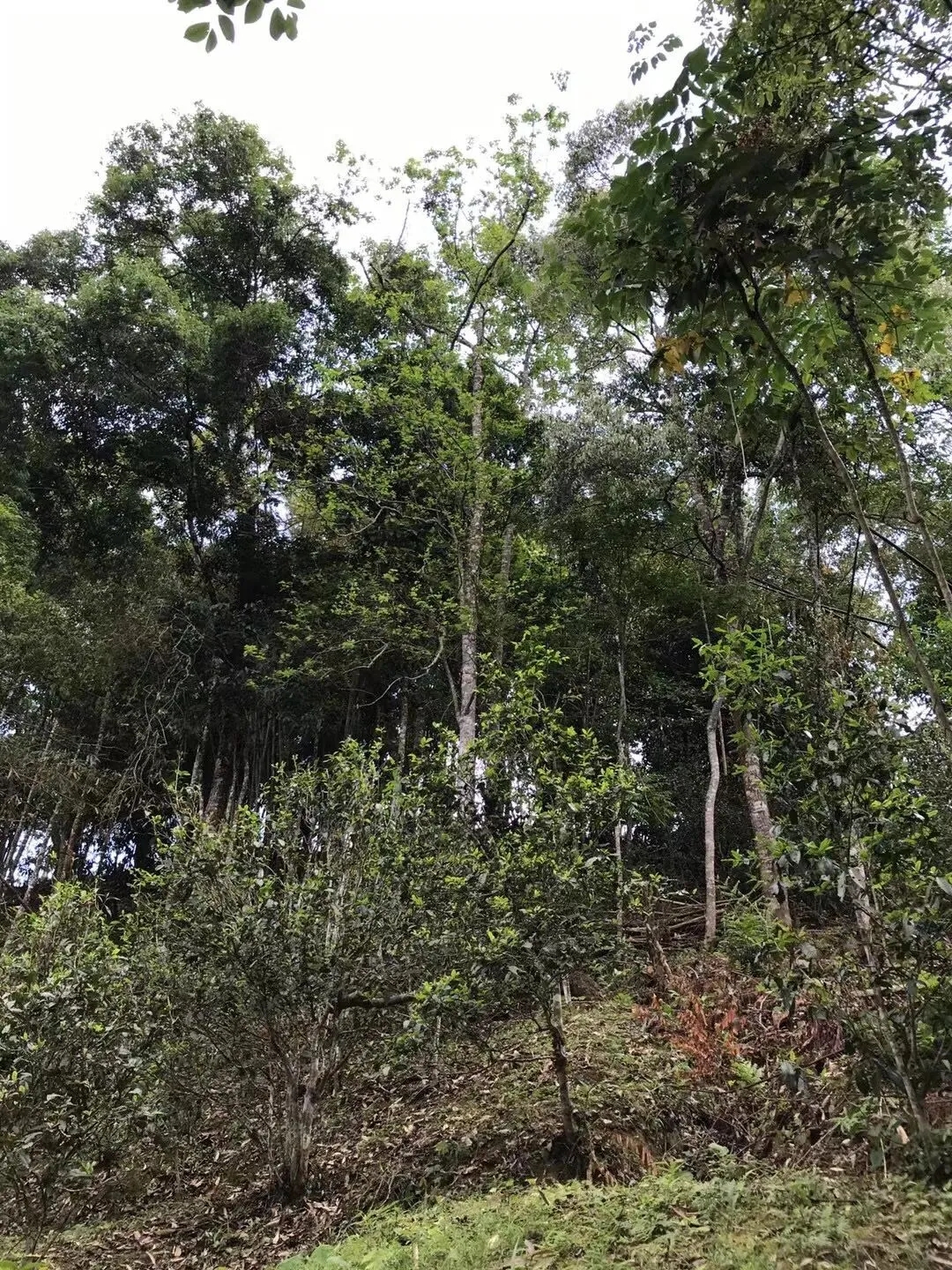 2025年易武古樹春茶口感如何？