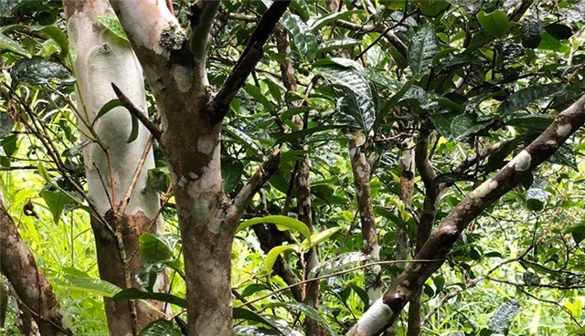 2025年易武古樹春茶品質(zhì)怎么樣？