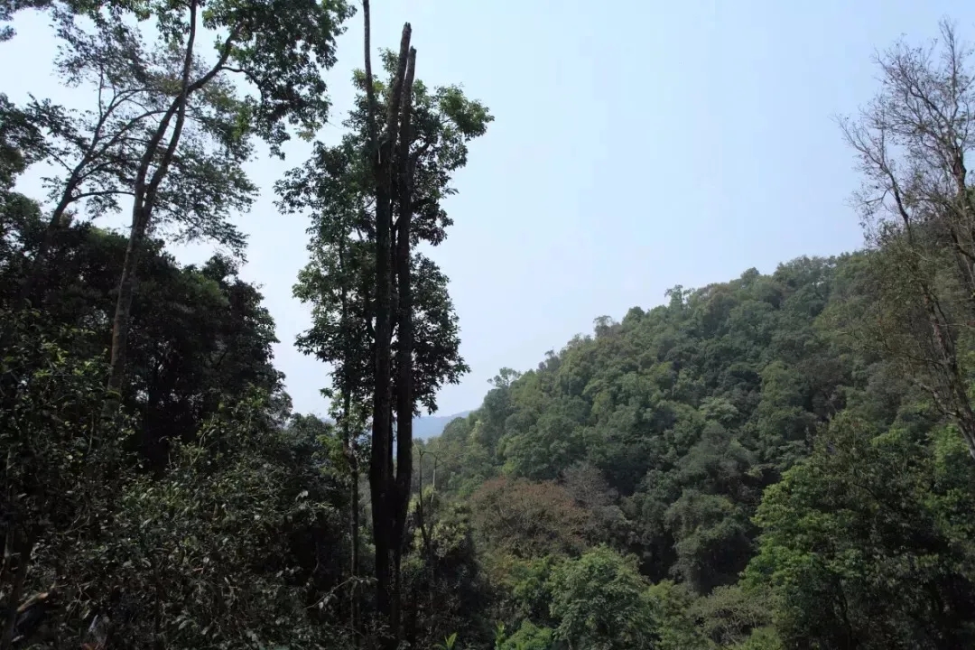 2025年易武古樹春茶多少錢一公斤？