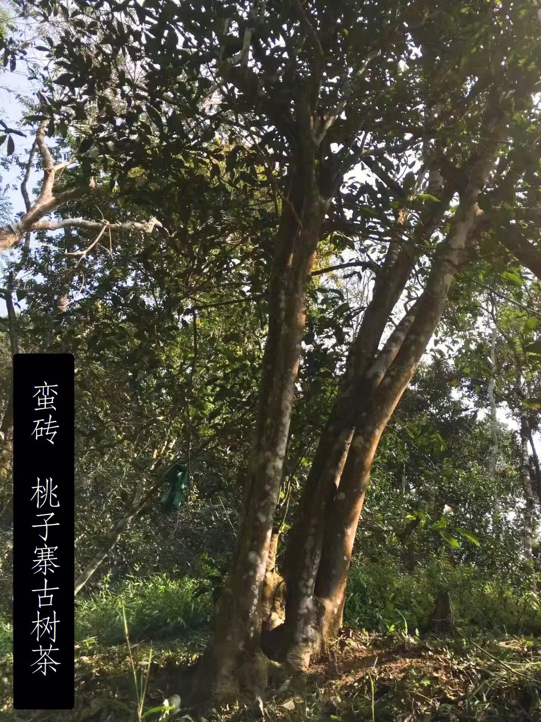 2025年蠻磚古樹春茶口感怎么樣？