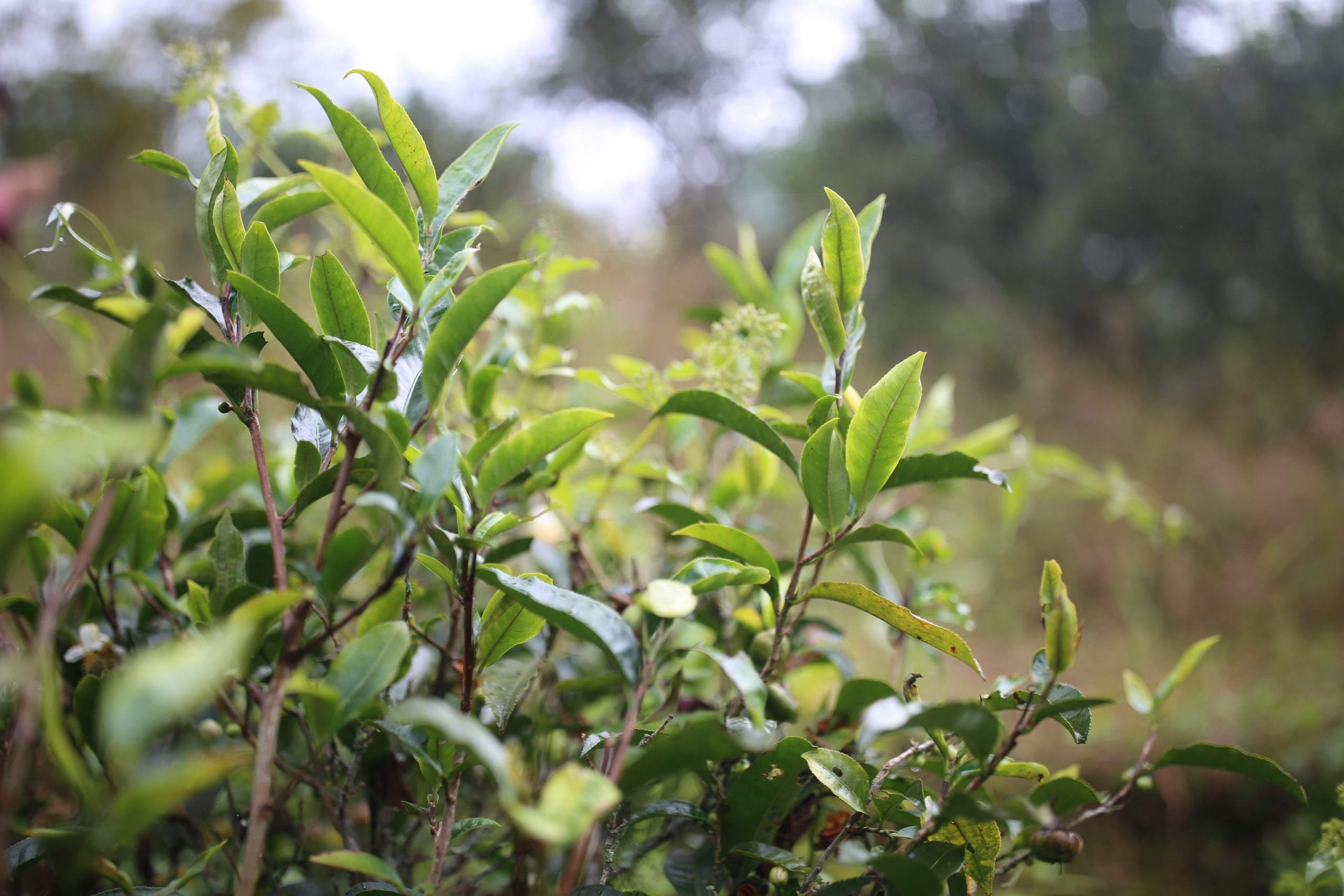 2025年蠻磚古樹春茶多少錢一公斤？