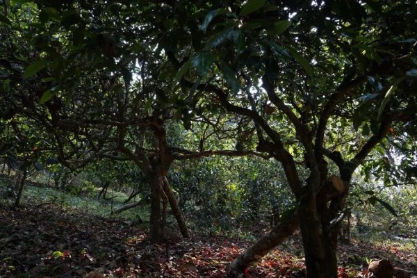 勐臘縣曼松古茶廠